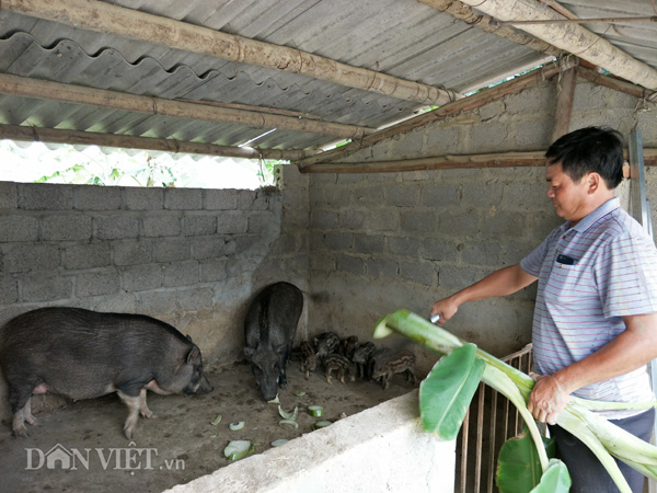 Ông Lâm chặt cây chuối cho đàn rừng ăn tại trang trại của gia đình.