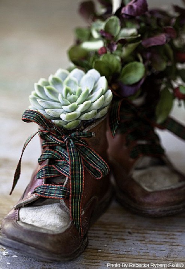 Sự đơn giản và nam tính của giày nam thích hợp với loài hoa mộc mạc như sen đá.