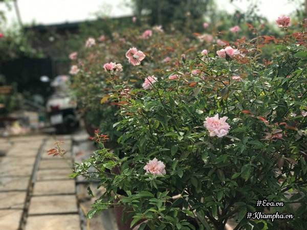 Vườn hồng ngoài của chị nhập chủ yếu từ Thái Lan và Trung Quốc.