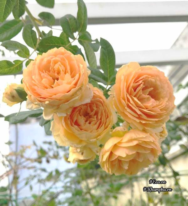 Vườn hồng của anh Hướng rộng 1300m2 với hơn 300 loại hồng khác nhau.