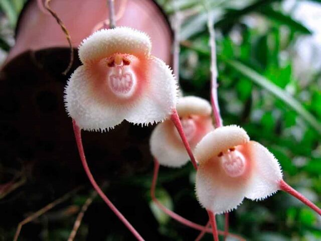 Gia đình lan khỉ trắng hồng trông rất ngộ nghĩnh, khiến người xem vô cùng thích thú.
