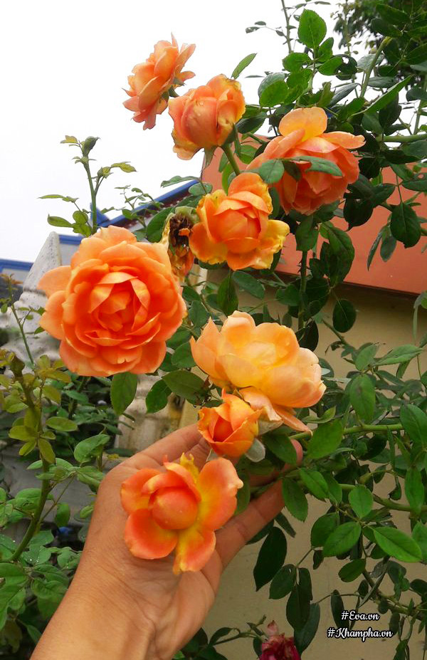 Hoa hồng Lady shalot.