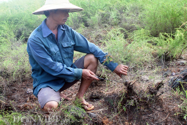 Tiếng là cây hoang dã, nhưng khi thuần hóa trồng trong trang trại, những cây kém phát triển có triệu chứng của bệnh chết khô anh Trần Đình Quý phải cắt bỏ, bón phân để rễ phát triển tiếp tục tái sinh lứa thân, cành mới.