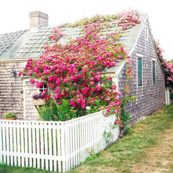 Một ngôi nhà với bề ngoài vô cùng bắt mắt: tường sơn đen, hàng rào trắng và cả khóm hoa màu hồng rực rỡ phủ kín từ chân tường lên đến mái nhà.