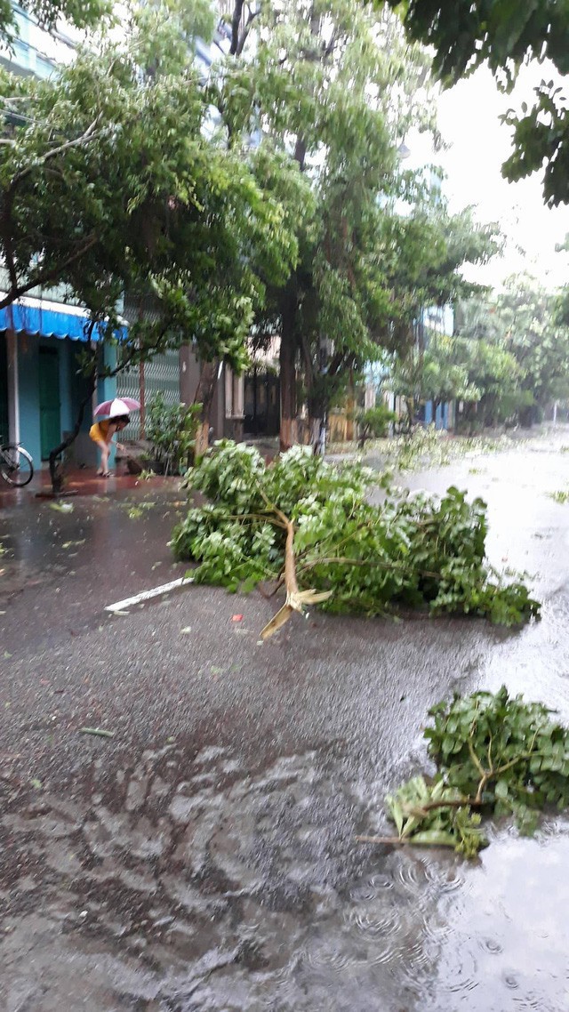 Tỉnh Bình Định không nằm trong tâm bão nhưng cũng bị ảnh hưởng, cây xanh gãy đổ la liệt ở Bình Định (Ảnh: Doãn Công).