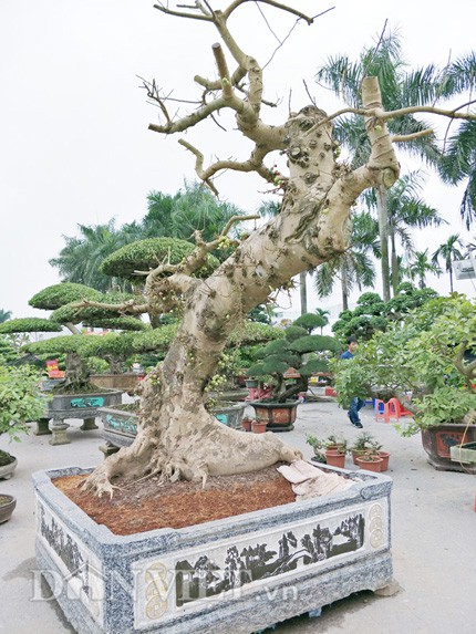 Cây sung kiểng trên được anh Kiên đưa vào trồng trong một chậu đá xanh càng tạo them vẻ đẹp cho cây.