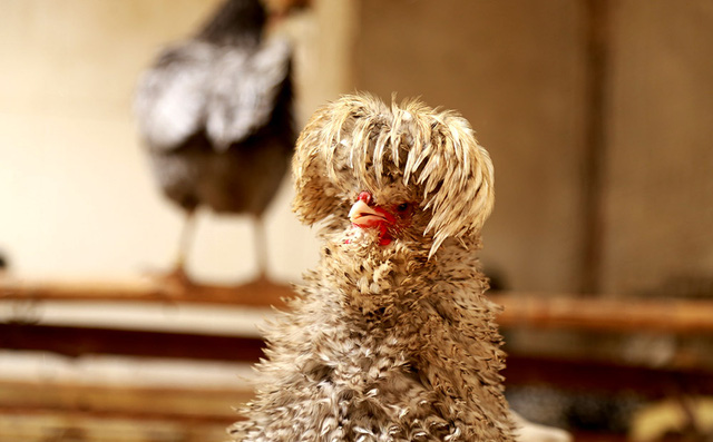 Một giống gà cổ xưa nhất của người Hà Lan, điểm ấn tượng nhất làm nên tên tuổi của chúng là đầu tóc bù xù che khuất cả mắt, râu ria bùm xùm như người rừng.