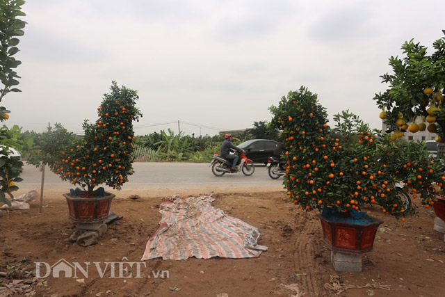 &ldquo;G&agrave;&rdquo; chầu ra đường như đ&oacute;n ch&agrave;o kh&aacute;ch tới thăm, mua&hellip;