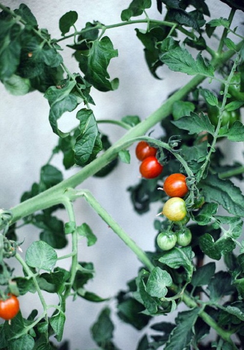 Loại cà chua này cũng rất dễ trồng, cây con nở từ hạt rất khỏe và phát triển mạnh nên không cần chăm sóc nhiều.