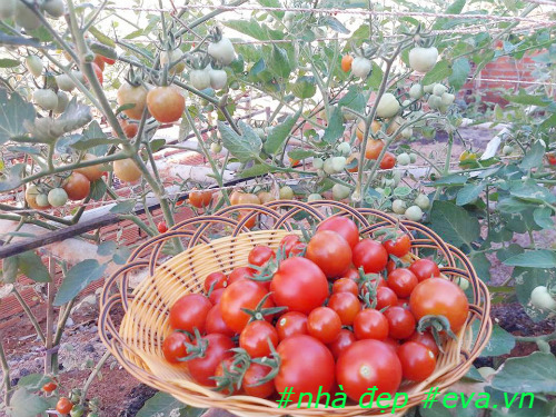 Một cây cà chua có thể cho hàng trăm quả chín ngon