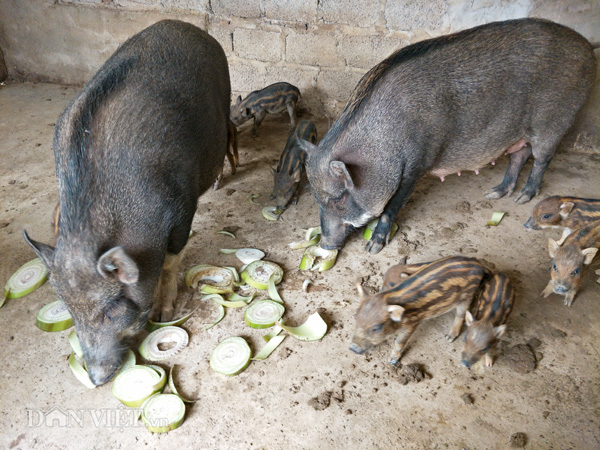 Cận cảnh đàn lợn rừng giống thuần chủng tại trang trại của ông Lâm ở huyện Nho Quan (Ninh Bình)