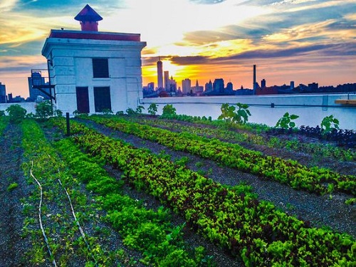 Sở hữu diện tích khủng trên 10.000m², không gian mênh mông của trang trại Brooklyn Grange (Mỹ) - trang trại sân thượng lớn nhất trên thế giới mỗi năm cung cấp hơn 200 tấn rau hữu cơ các loại cho các nhà hàng, người dân trong vùng.