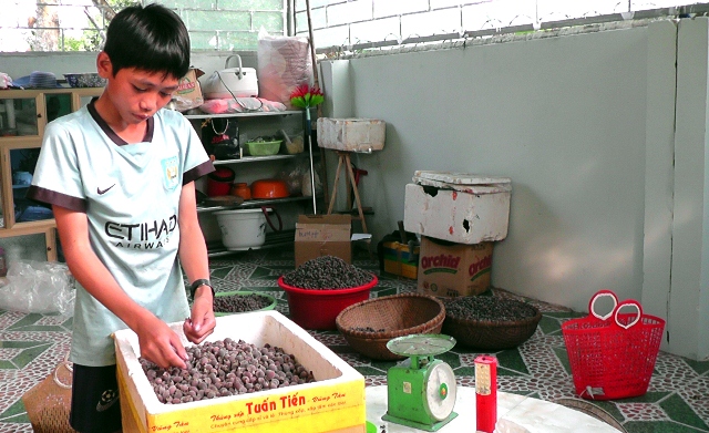 Với mức giá 13.000 - 15.000 đồng/kg, sim cho thu nhập trung bình 500.000 - 700.000 đồng/ngày cho những hộ hái sim rừng. Ảnh: Lê Tập