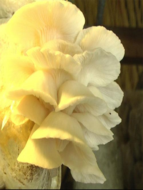 Nấm sò trắng hay còn gọi là nấm tuyết phát triển rất tốt trong trại nấm chỉ vỏn vẹn có 150m2 của gia đình ông Nguyễn Thanh Cước.
