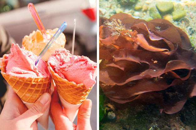 Kem đôi khi có thể chứa một loại rong biển làm nguyên liệu đông đặc được gọi là tảo đỏ. Thú vị là, cách đông đặc kem từ tảo đỏ lại được vô tình tìm thấy bởi một người Nhật Bản.