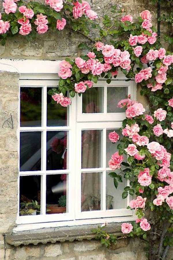Khung cửa sổ này hẳn lúc nào cũng ngát hương khi được khóm hồng leo bao phủ.