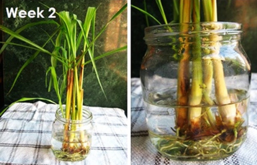 Sau khi ng&acirc;m được 2 ng&agrave;y, bạn sẽ dễ d&agrave;ng nh&igrave;n thấy những đoạn rễ bắt đầu nh&uacute; ra từ c&aacute;c nh&aacute;nh sả. Bạn vẫn tiếp tục ng&acirc;m như thế trong khoảng 1 tuần nữa th&igrave; c&aacute;c nh&aacute;nh sả sẽ đ&acirc;m l&aacute; tươi tốt.