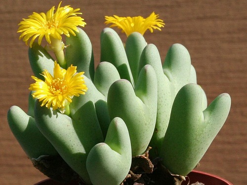 Loài cây Conophytum bilobum cũng có những đôi tai beo béo cùng những bông hoa vàng bắt mắt.