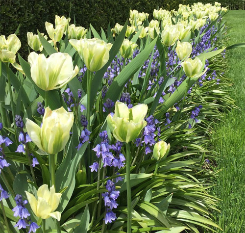 Tulip và hoa chuông xanh là một sự kết hợp tuyệt vời