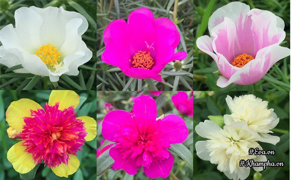 Hoa mười giờ đa dạng với nhiều loại khác nhau. Đây là hình ảnh các loại hoa mười giờ đơn và kép.