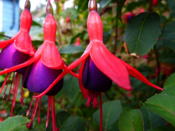 Hoa lồng đèn có màu tím đỏ, tím trắng, màu hồng. Nhiệt độ thích hợp cho cây tăng trưởng là 20-26 độ C.