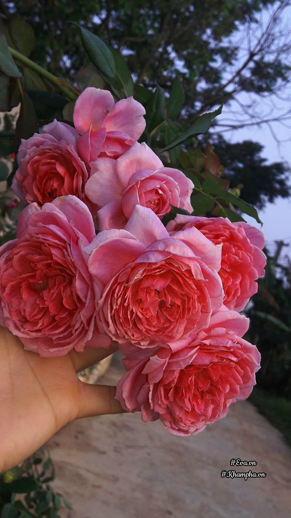 Để cây hoa hồng phát triển tốt ra nhiều hoa, chị Trọng thường xuyên cắt tỉa đồng loạt tạo tán theo ý thích.