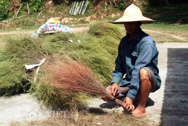 Anh Trần Đình Quý cho biết: “Đến kỳ thu hoạch cắt cây chổi trện về phơi khô sau đó bó lại bán cho thương lái. Mang tiếng l à khùng điên khi đi trồng cây chổi trện, nhưng hiện nay loài cây này tôi trồng cung không đủ cầu, vì các thương lái thu mua về bán lại cho người dân làm chổi quét sân, quét nhà. Khoảng 30kg trện khô về làm được khoảng 100 cái chổi”.