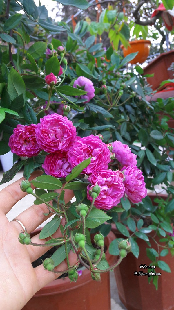 Veniasong - một loại hồng bụi rủ.