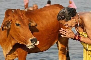 Người Ấn Độ và Nepal rất coi trọng bò. Ảnh: Cowsim.