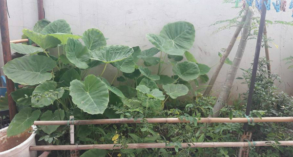 Mùa nào thức nấy, vợ chồng chị Minh trồng được đủ loại trong khu vườn trên mây của mình, nào là rau ngót, rau đay, rau muống, rau dền, dọc mùng, chùm ngây...