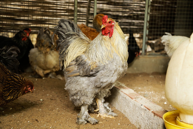 Gà Kỳ Lân khổng lồ (hay còn được gọi là gà Brahma), là loại gà có hai chùm lông như bộ râu xòe rộng ra 2 bên má, chân lông rậm tới chân. Gà có 5 ngón trên mỗi bàn chân và 3 cựa rất khỏe.