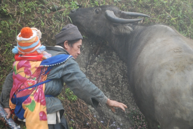 Với những c&aacute;ch l&agrave;m s&aacute;ng tạo tr&ecirc;n n&ecirc;n nhiều m&ugrave;a đ&ocirc;ng c&aacute;c năm trước, đ&agrave;n đại gia s&uacute;c của huyện v&ugrave;ng cao Sa Pa được bảo vệ chu đ&aacute;o, giảm tới mức thấp nhất hiện tượng tr&acirc;u b&ograve; bị chết r&eacute;t.