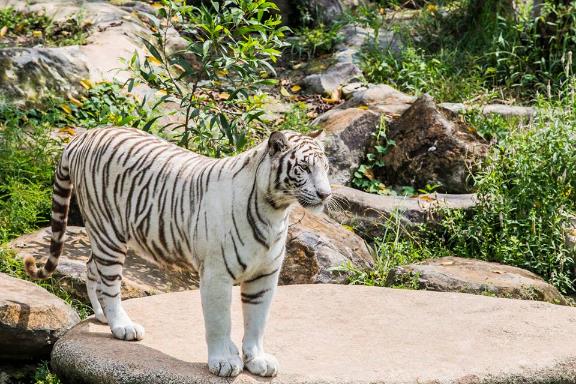 Cứ 10.000 con hổ Bengal mới có một con hổ lông trắng như thế này.