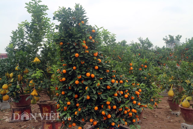 Cận cảnh quất cảnh &ldquo;g&agrave; trống&rdquo;