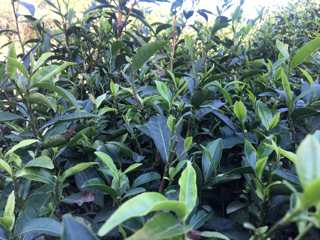 Ch&egrave; thương phẩm tại T&acirc;n Cương