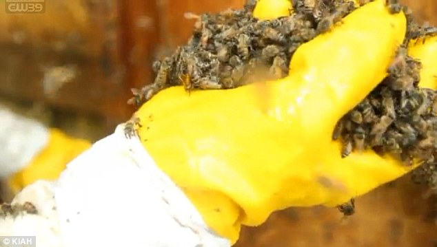 Không ngờ ngôi nhà của cô Latanja là nơi ở của hơn 50.000 con ong.