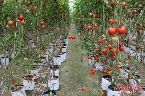 Đây là hệ thống trồng rau cao cấp như cải bó xôi, dưa chuột Nhật, cà chua Đà Lạt của một nông dân ở xã Hội Sơn, huyện Anh Sơn. Sau hơn 2 tháng trồng và chăm sóc, các loại cây trồng đã bắt đầu cho thu hoạch.