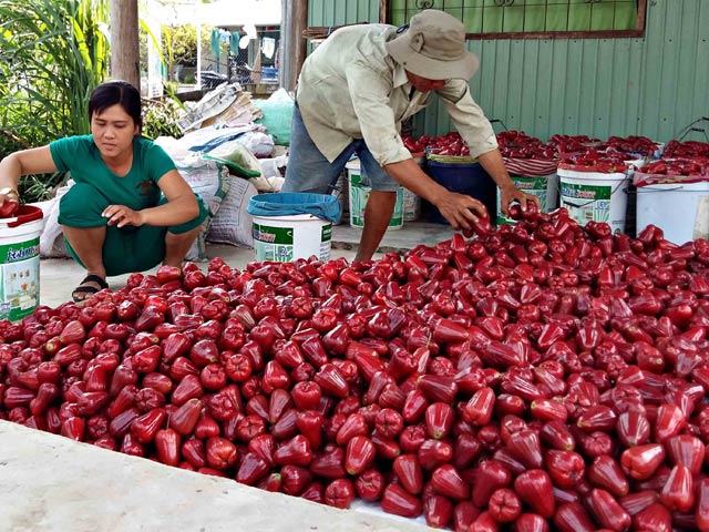 Người dân phường Tân Lộc thu hoạch mận An Phước, tuyển chọn bán cho thương lái xuất sang Trung Quốc.