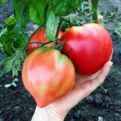 Nhờ ngoại hình bắt mắt, cộng thêm việc gieo trồng, chăm sóc không khác nhiều so với các giống cà chua thường thấy nên cà chua trái tim được khách hàng, người làm vườn yêu thích.