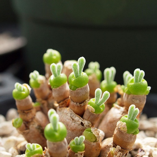 Monilaria Obconica trong tiếng Việt được gọi với c&aacute;i t&ecirc;n v&ocirc; c&ugrave;ng đ&aacute;ng y&ecirc;u l&agrave; c&acirc;y tai thỏ.