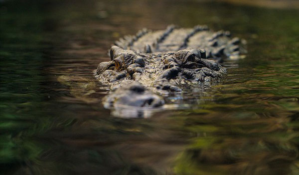 
Cá sấu nước mặn đã khiến nhiều người thiệt mạng ở Australia.
