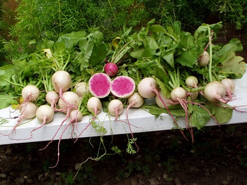 Giống củ cải lạ này còn có tên gọi khác là củ cải dưa hấu (watermelon radish). Củ cải có hình dáng tròn trịa, vỏ trắng, nhưng khi bổ đôi củ ra bên trong ruột lại có màu đỏ hồng tươi rất bắt mắt.