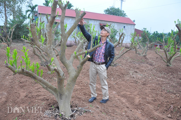 Anh Nguyễn Văn Mùi đang chăm sóc, tạo tán cho các cây bưởi cảnh tại vườn của gia đình ở xã Kim An, huyện Thanh Oai (Hà Nội).