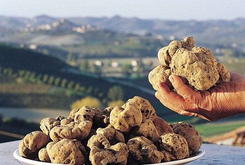 Chưa có một dự án nhân giống nào thành công nấm Truffle trắng.