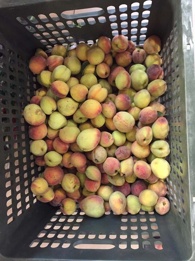 Những quả đào Sơn La chín đ&acirc;̀u ti&ecirc;n đ&atilde; c&oacute; mặt tại thị trường H&agrave; Nội với gi&aacute; kh&aacute; rẻ.