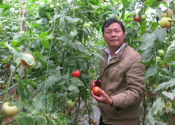 Ông Mai Thanhf Nhã - người tiên phong đưa cây cà chua Sakata và mô hình nhà kính về xax Lộc Nga. Ảnh: Thu Hằng.