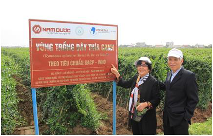 Vùng trồng Dây thìa canh rộng 3ha đạt tiêu chuẩn GACP-WHO của Tổ chức Y tế Thế Giới tại Hải Hậu – Nam Định