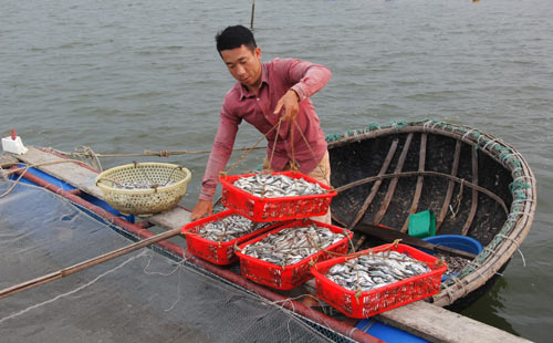 Mô hình nuôi cá vược, cá hồng của nông dân trẻ Lê Văn Công đang phát huy hiệu quả. Ảnh:  Ngọc Vũ