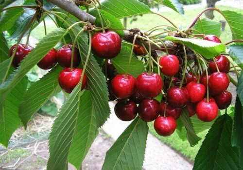 Cây cherry phát triển tự nhiên - Ảnh: treeplantation.com