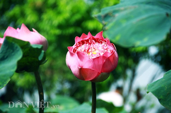 Rời Thủ đô, ồn ào, náo nức, ta đến với huyện Thanh Trì (Hà Nội), nơi có đầm sen Ninh Xá thanh bình với diện tích khá rộng, khoảng hơn 8000m2 của anh Nguyễn Văn Hạnh (48 tuổi, Ninh Xá, Ninh Sở, Thường Tín, Hà Nội).